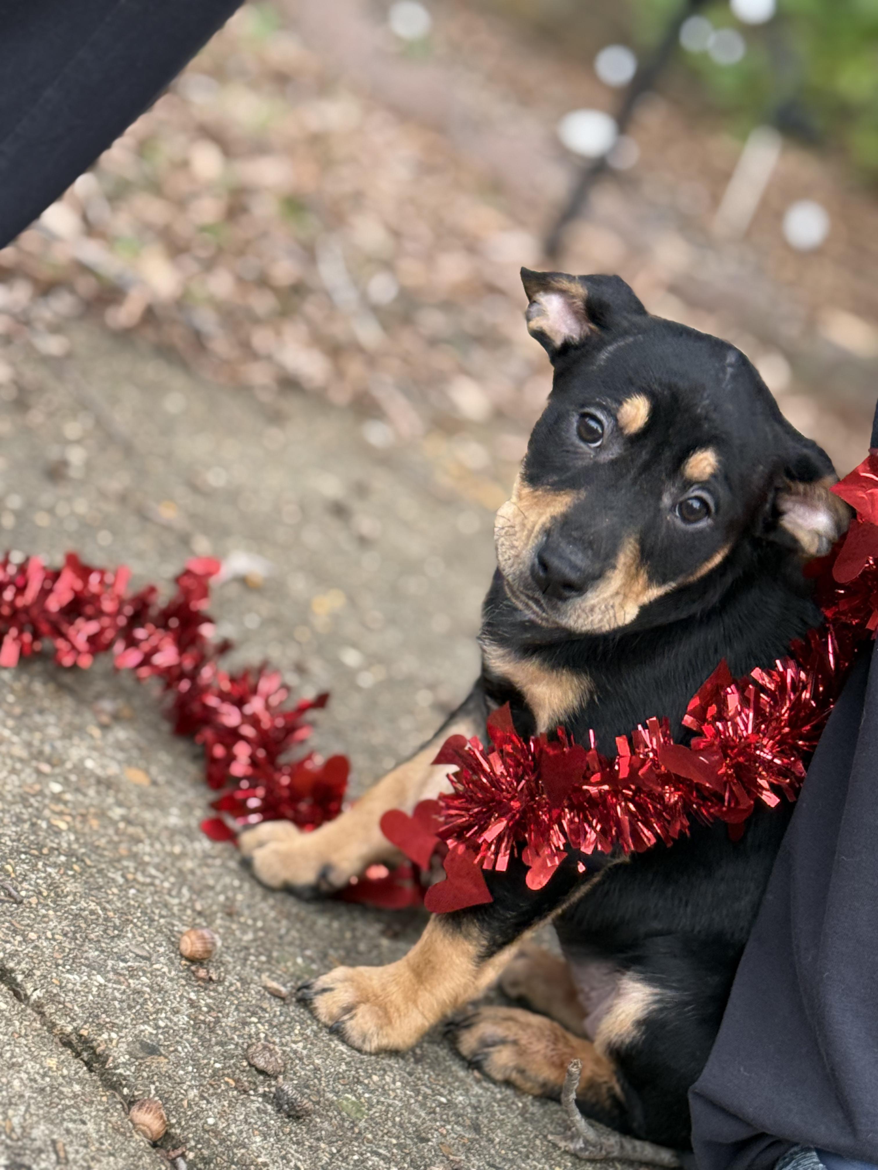 Winifred (DH-Fostered in New England), a ADOPTABLE mixed breed in Warwick, RI image 4/6