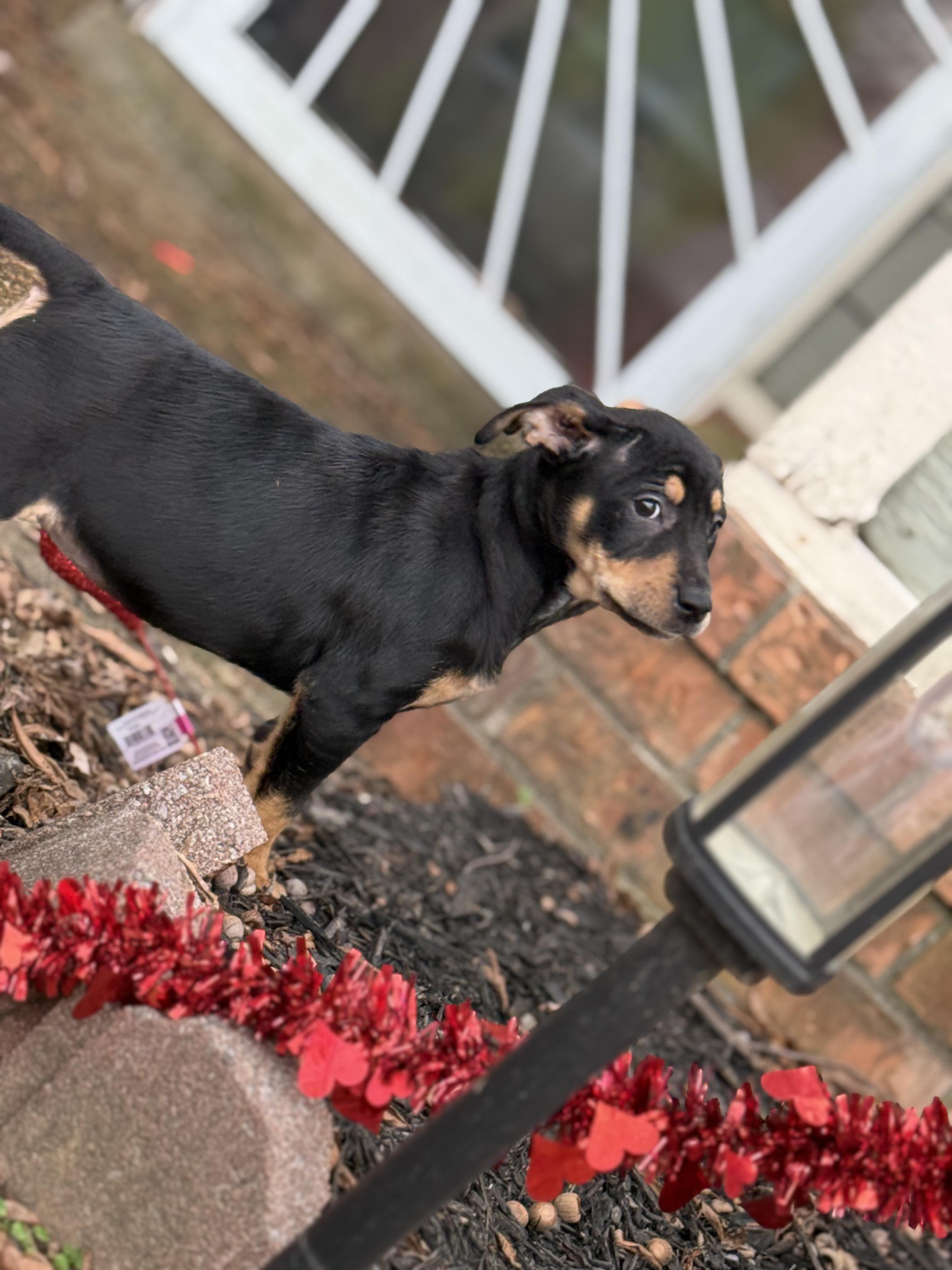 Winifred (DH-Fostered in New England), a ADOPTABLE mixed breed in Warwick, RI image 5/6