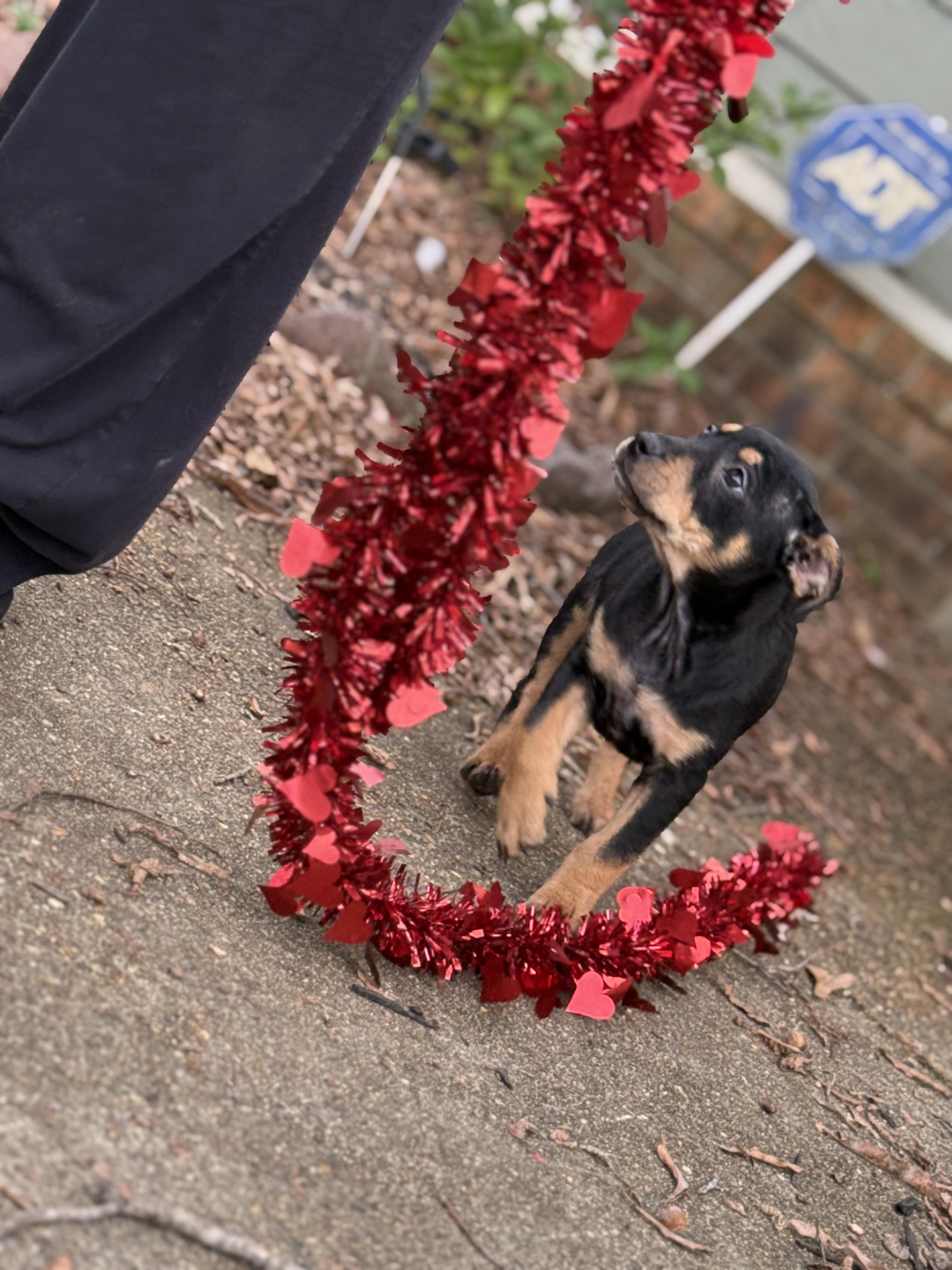 Winifred (DH-Fostered in New England), a ADOPTABLE mixed breed in Warwick, RI image 6/6