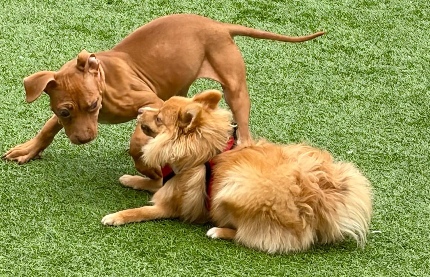 Enlarge Joey, a ADOPTABLE Pit Bull Terrier in Norwalk, CT image 5/6