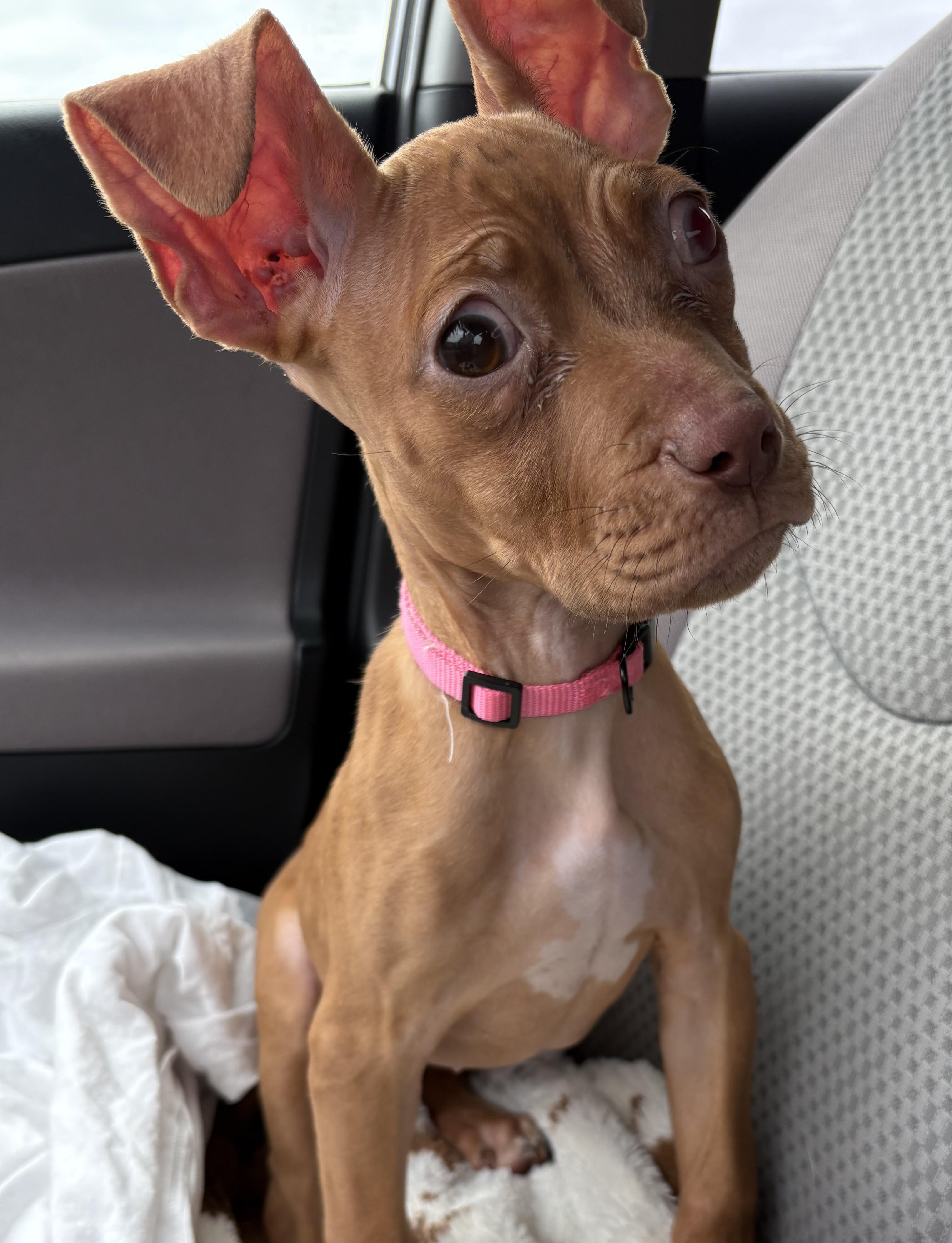 Enlarge Joey, a ADOPTABLE Pit Bull Terrier in Norwalk, CT image 2/6