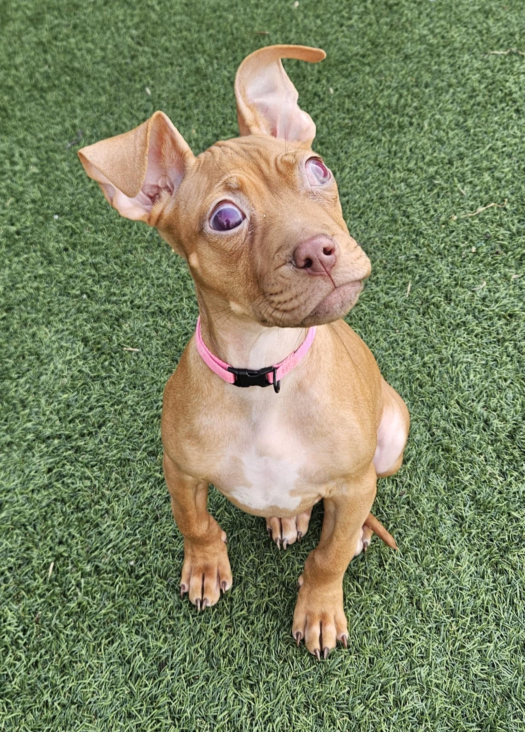 Joey, ADOPTABLE, Puppy Female Pit Bull Terrier.