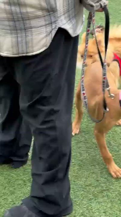 Enlarge Joey, a ADOPTABLE Pit Bull Terrier in Norwalk, CT video 3/6