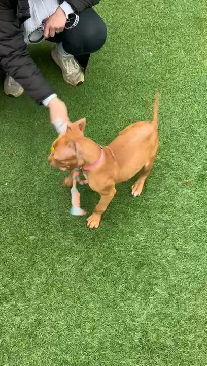 Enlarge Joey, a ADOPTABLE Pit Bull Terrier in Norwalk, CT video 6/6