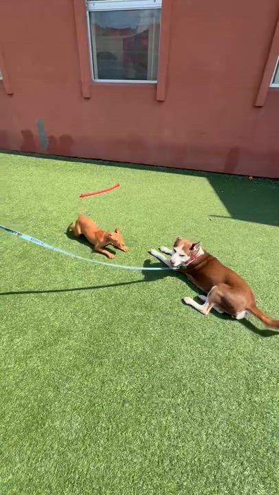 Enlarge Joey, a ADOPTABLE Pit Bull Terrier in Norwalk, CT video 4/6