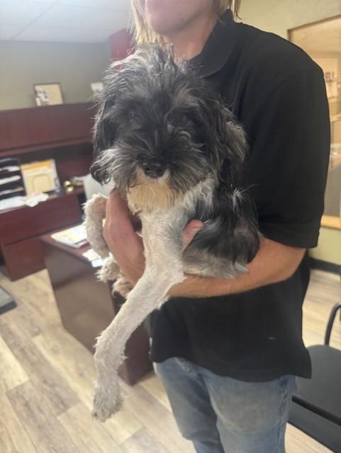 Enlarge Marcus, a Adoptable Miniature Schnauzer in Cushing, OK image 2/4