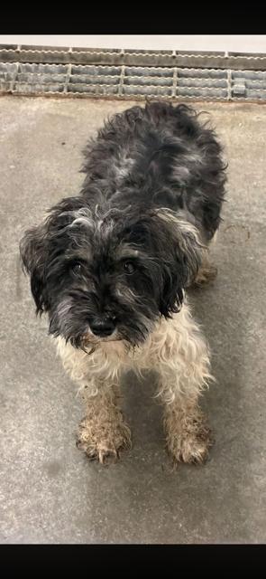 Enlarge Marcus, a Adoptable Miniature Schnauzer in Cushing, OK image 4/4
