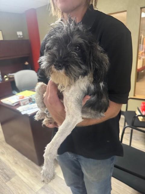 Enlarge Marcus, a Adoptable Miniature Schnauzer in Cushing, OK image 1/4