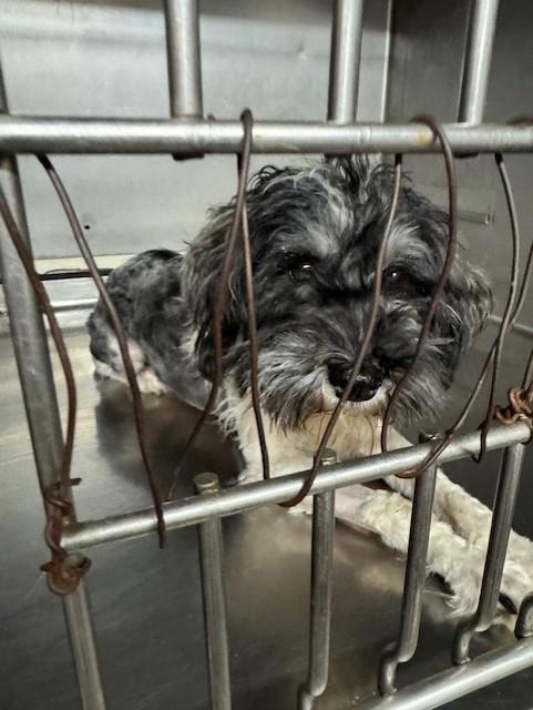Enlarge Marcus, a Adoptable Miniature Schnauzer in Cushing, OK image 3/4