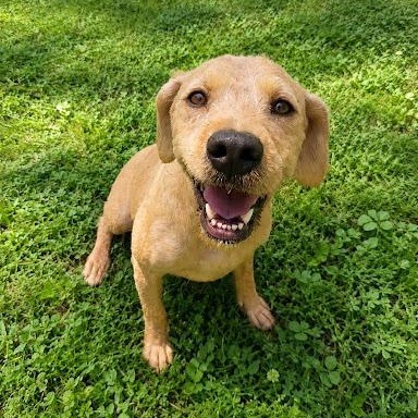 Bonnie, ADOPTABLE, Young Female Goldendoodle.