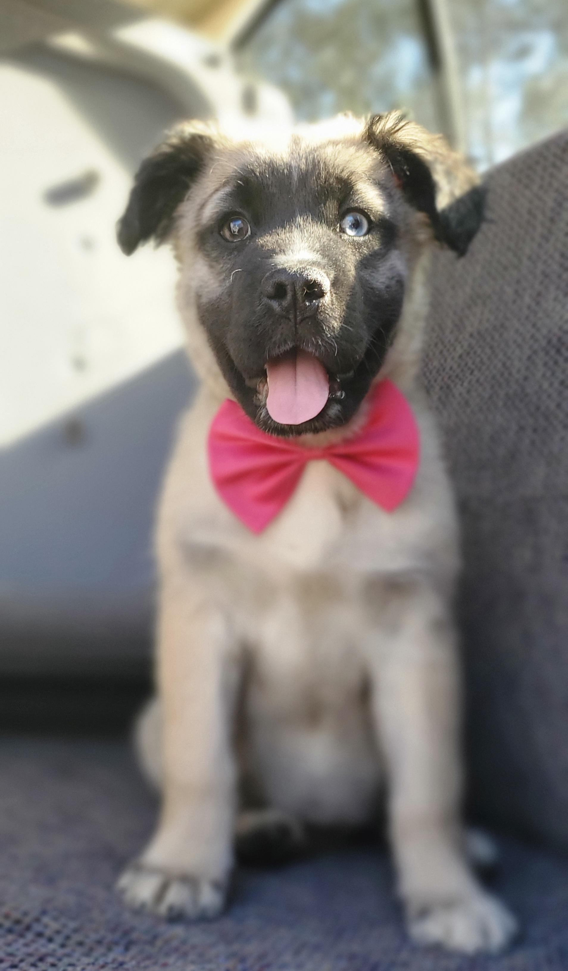 Enlarge Harper, a Adoptable mixed breed in Fayetteville , NC image 3/5