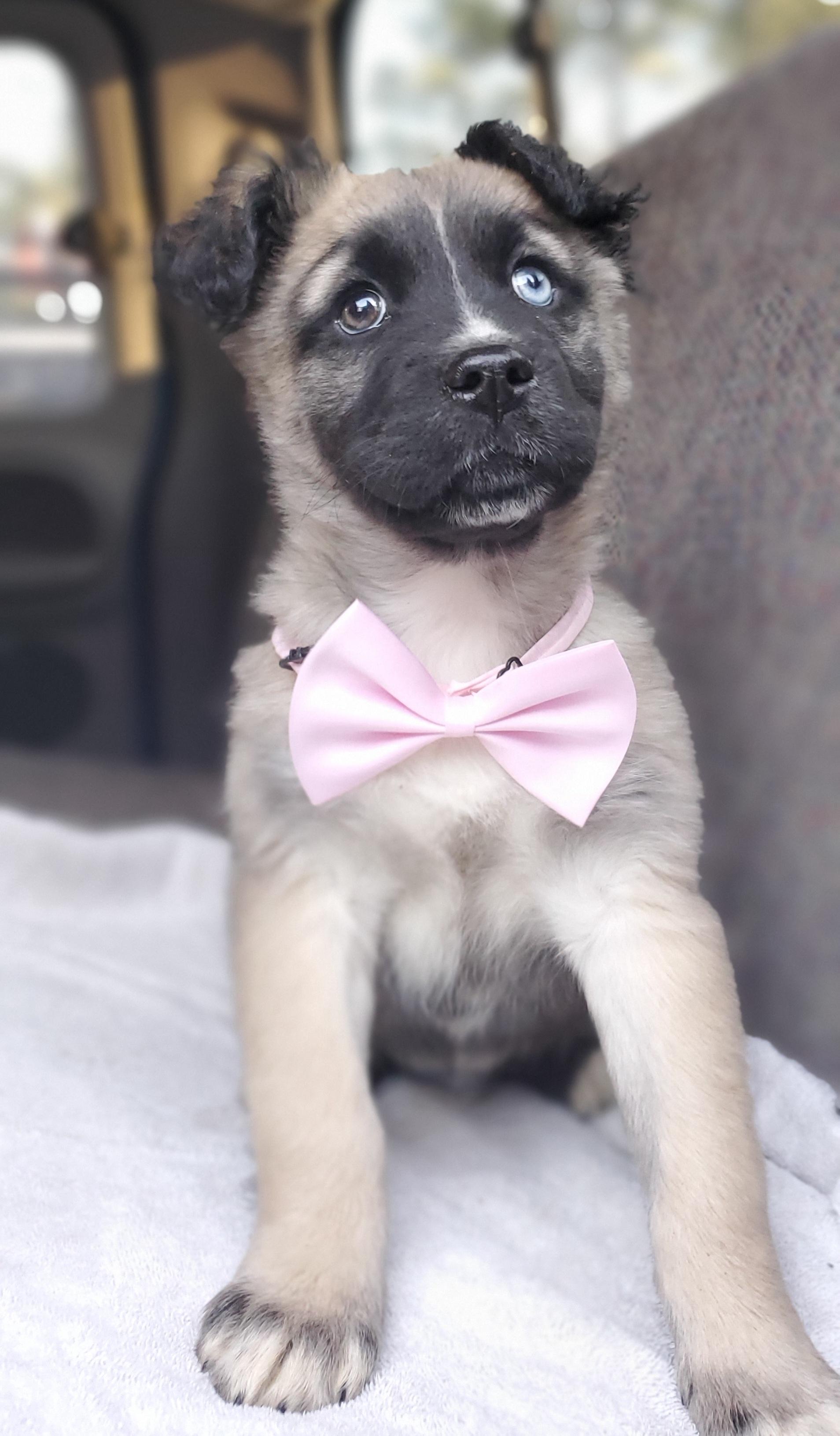 Harper, a Adoptable mixed breed in Fayetteville , NC image 4/6