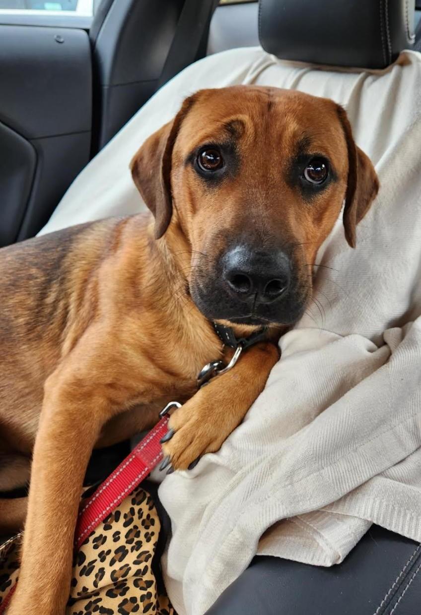 Twix, a Adoptable mixed breed in Albuquerque, NM image 2/2