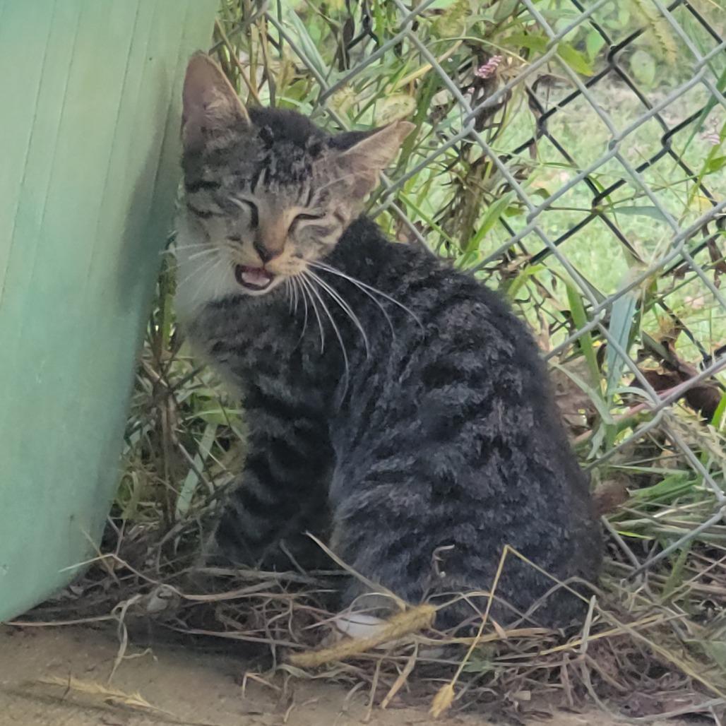 Enlarge (WC) Louisiana, a Adoptable Domestic Short Hair in Cabot, AR image 1/4