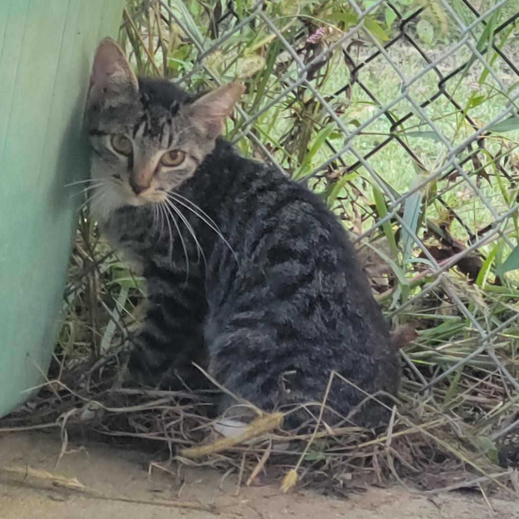 Enlarge (WC) Louisiana, a Adoptable Domestic Short Hair in Cabot, AR image 2/4