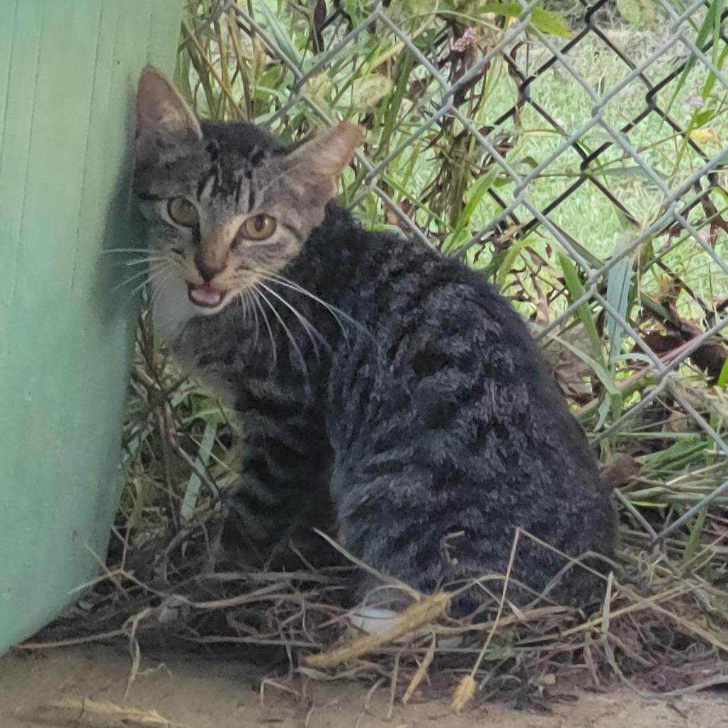 Enlarge (WC) Louisiana, a Adoptable Domestic Short Hair in Cabot, AR image 4/4