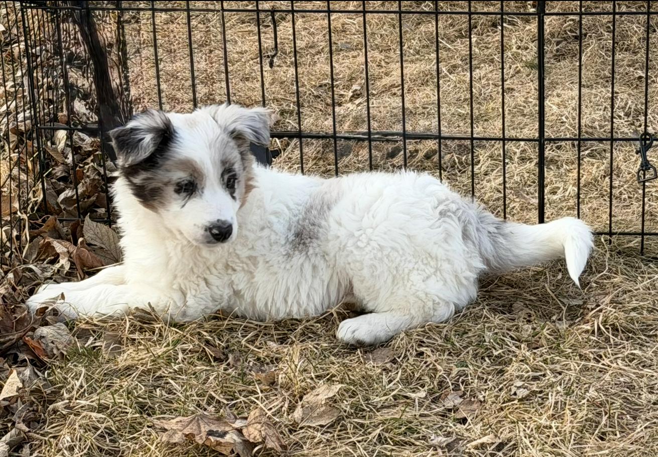 Mr. Doodle. ADOPTED, a ADOPTABLE Australian Shepherd in Union Grove, WI image 2/3