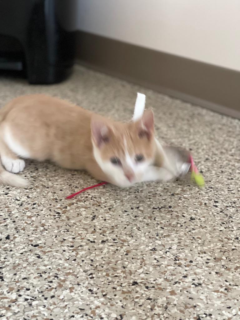 Enlarge JJ, a Adoptable mixed breed in Grand Rapids, MN image 1/1