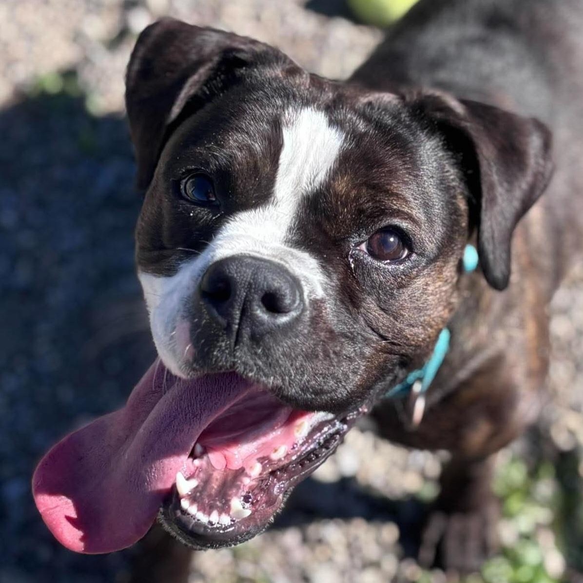 Zara, Adopted, Young Female American Bulldog & Boxer.