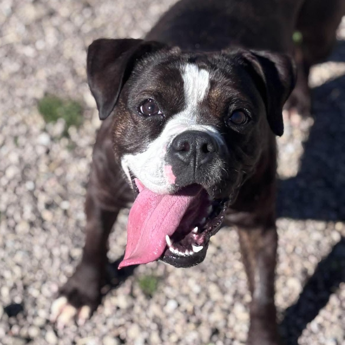 Enlarge Zara, a Adopted mixed breed in Tioga, PA image 2/6