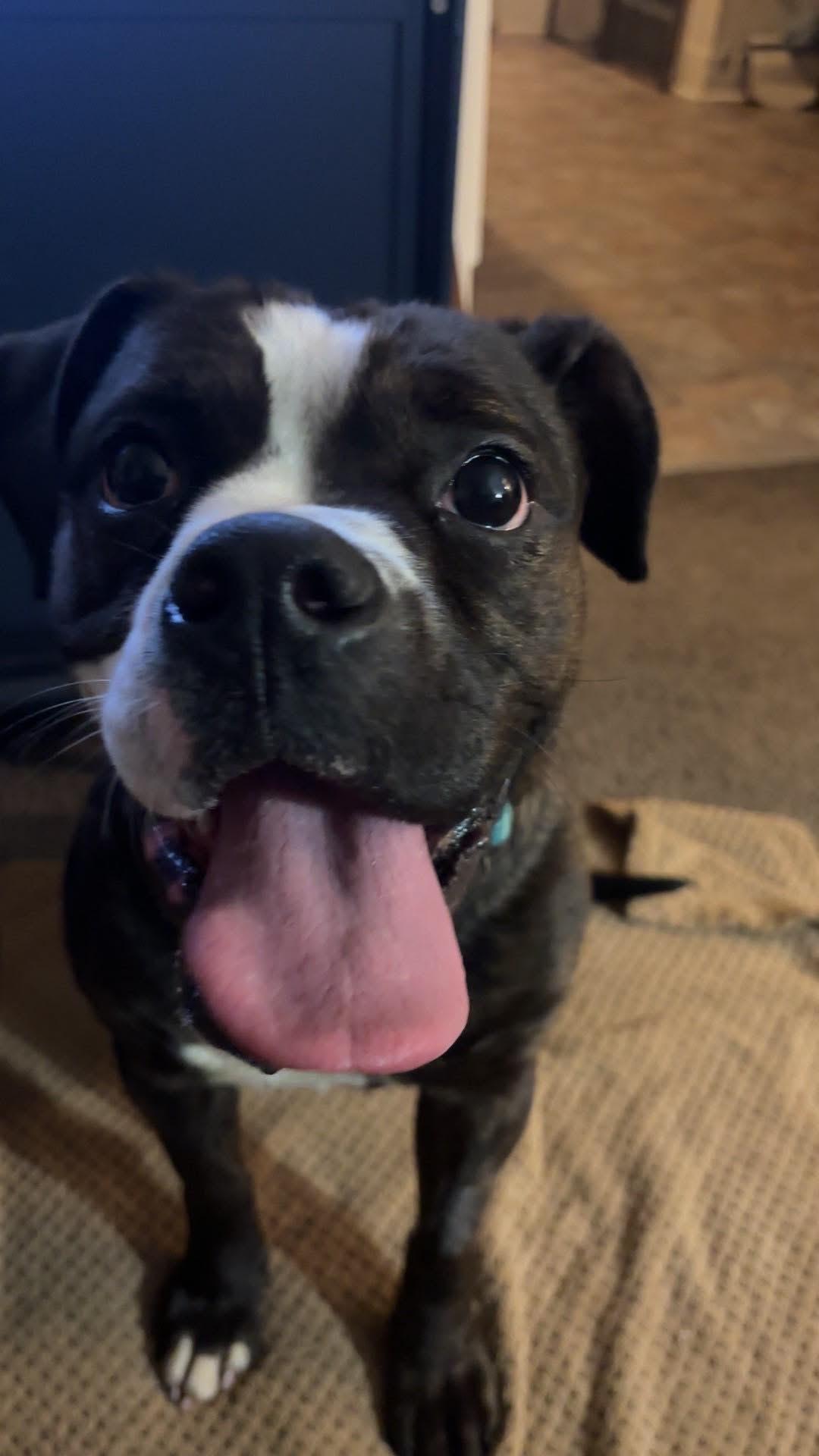 Enlarge Zara, a Adopted mixed breed in Tioga, PA image 5/6