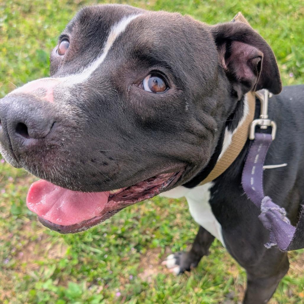 Enlarge Jack, a Adoptable Pit Bull Terrier in West Plains, MO image 1/1