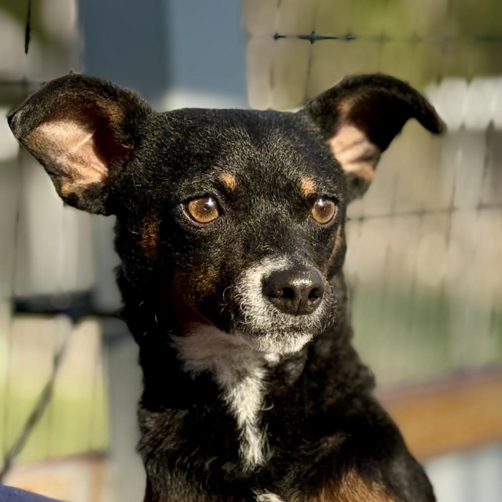 Baisley, Adoptable, Young Female Fox Terrier & Rat Terrier.