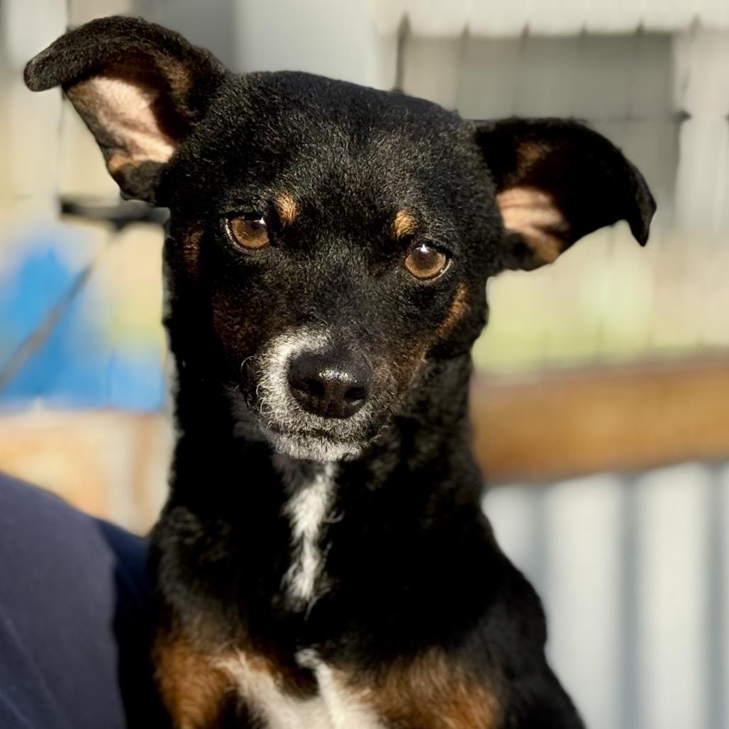 Enlarge Baisley, a Adoptable mixed breed in San Antonio, TX image 3/4