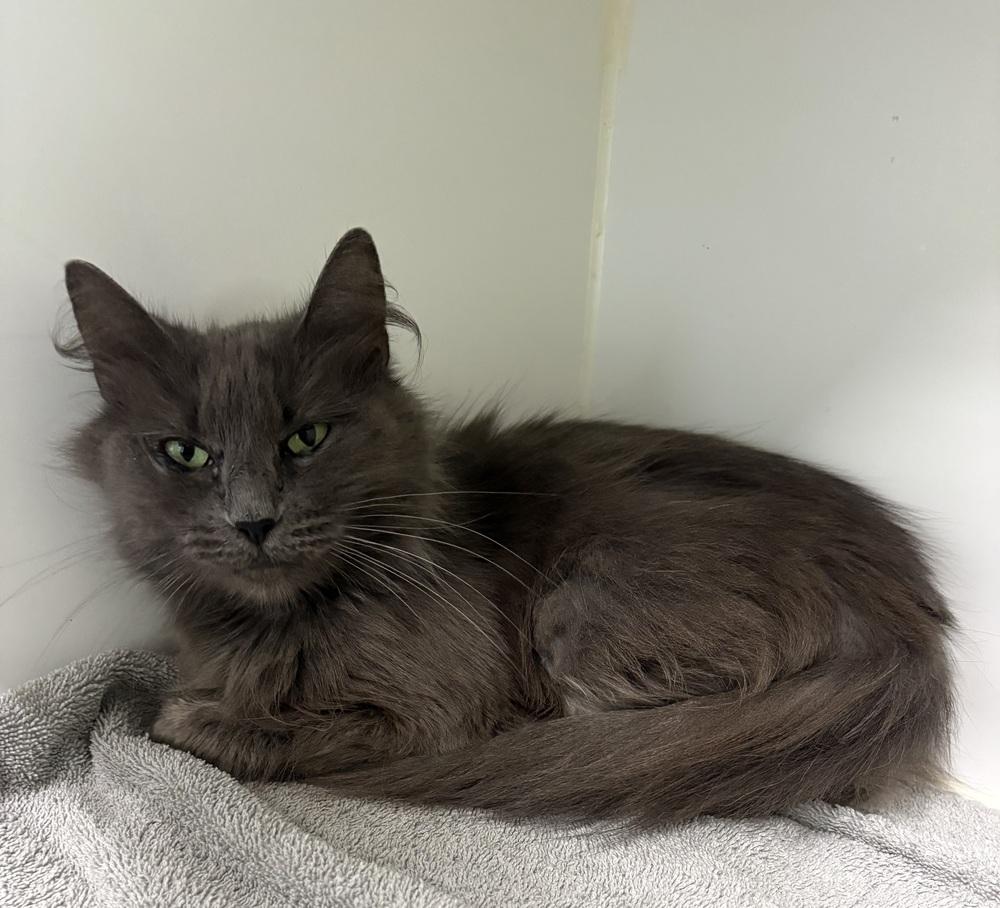 Enlarge Mona, a Adopted Domestic Medium Hair in Rochester, IN image 1/1