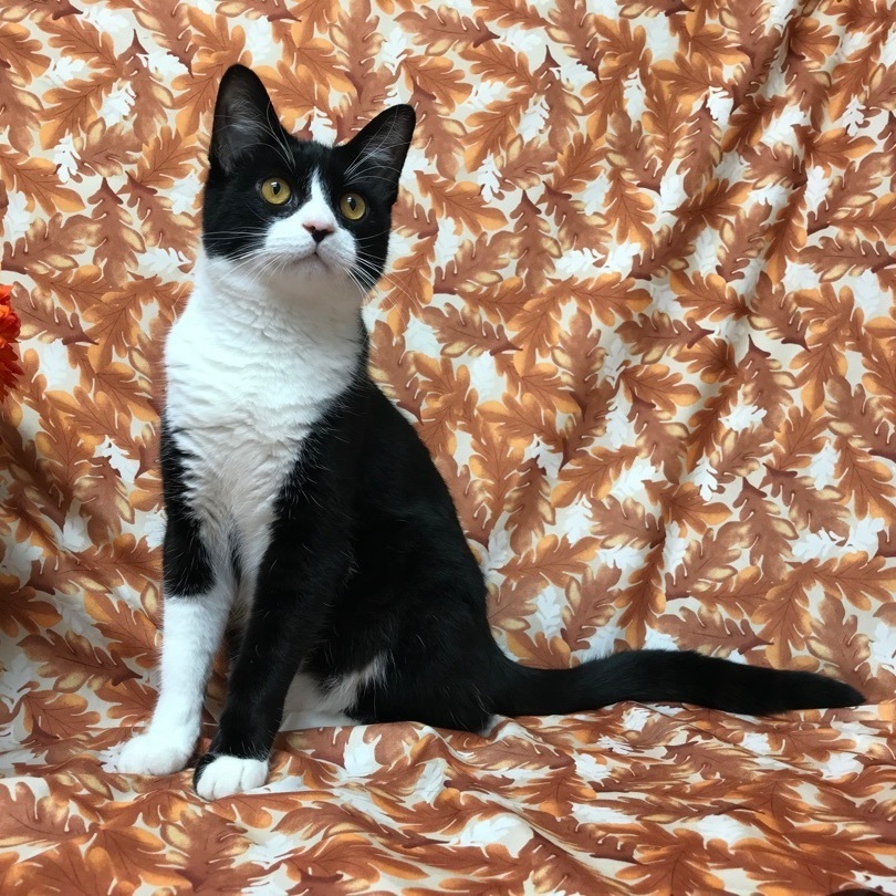 Enlarge Finn, a Adoptable mixed breed in Tracy, CA image 1/2