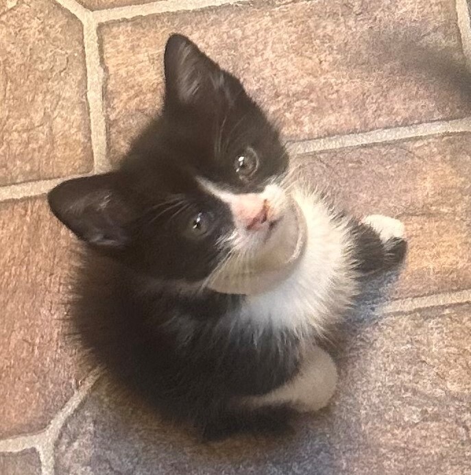 Enlarge Finn, a Adoptable mixed breed in Tracy, CA image 2/2