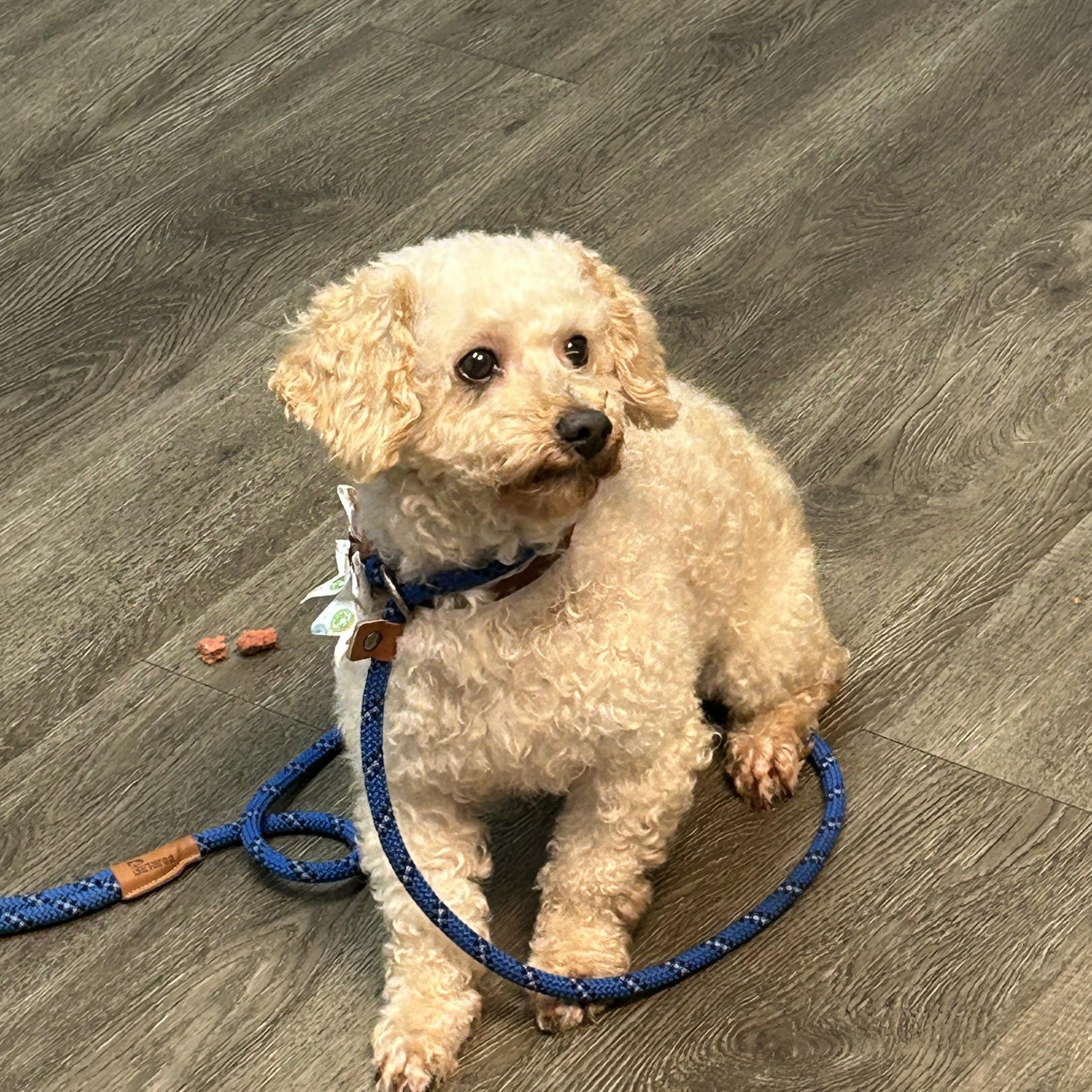 Odin, a Adoptable Poodle (Toy) in West Falls, NY image 1/2