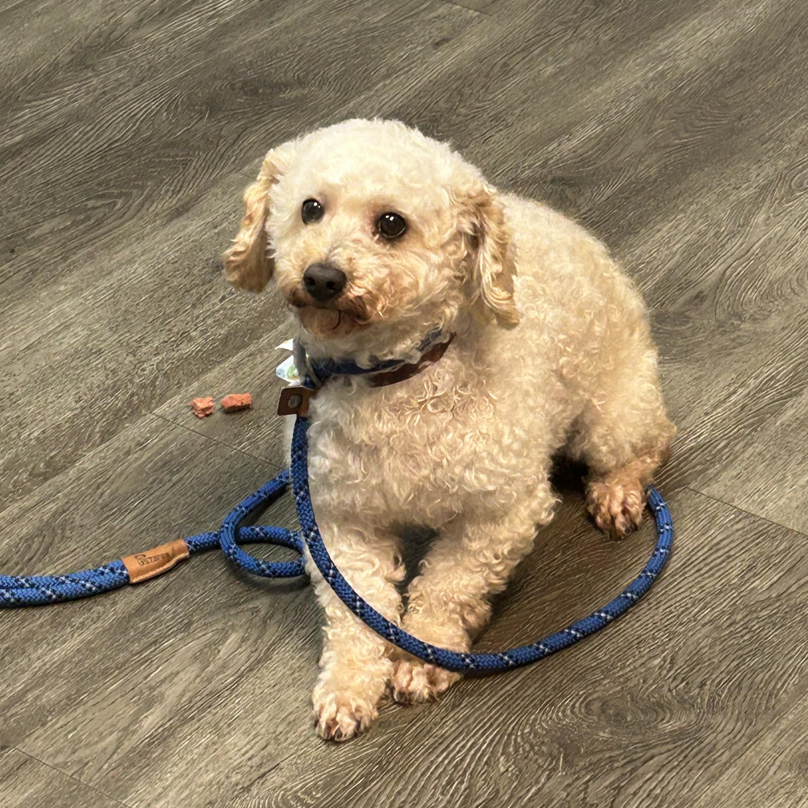 Odin, a Adoptable Poodle (Toy) in West Falls, NY image 2/2