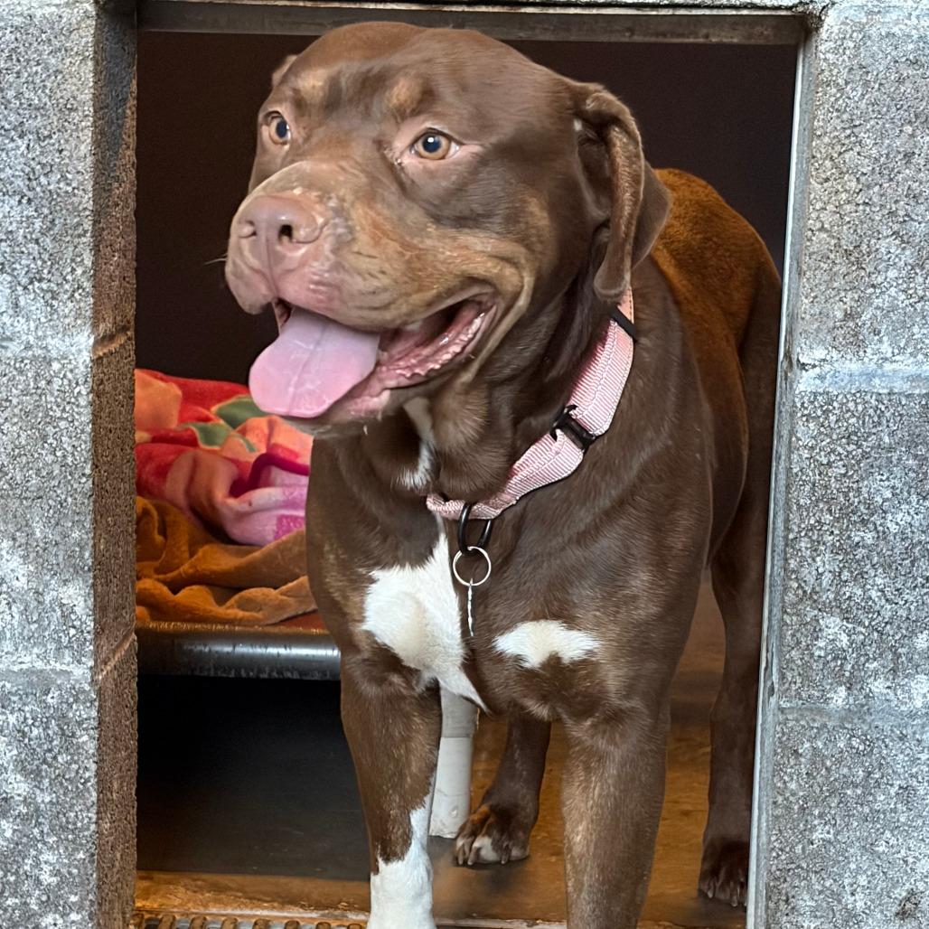 Enlarge Mary Jane, a Adoptable Pit Bull Terrier in Show Low, AZ image 1/3