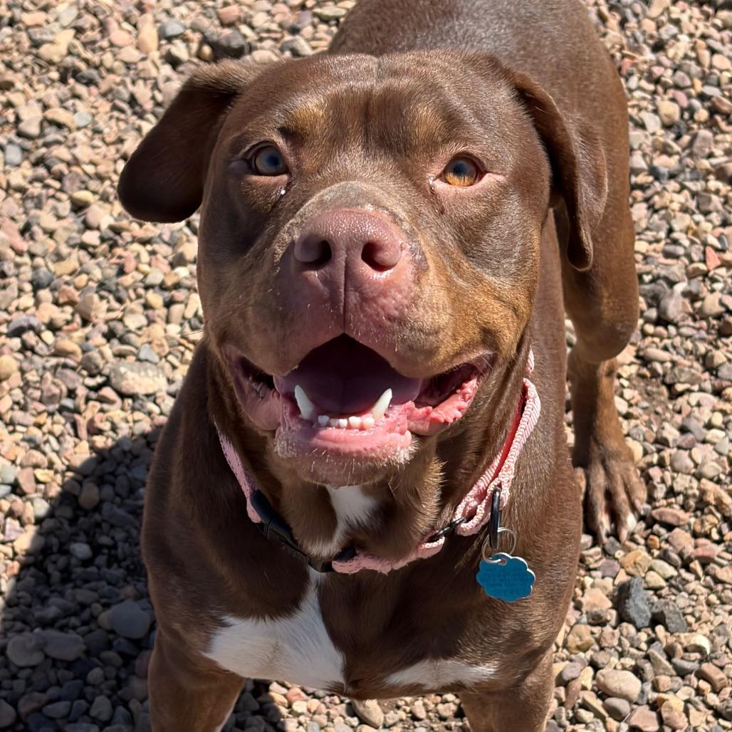 Enlarge Mary Jane, a Adoptable Pit Bull Terrier in Show Low, AZ image 2/3
