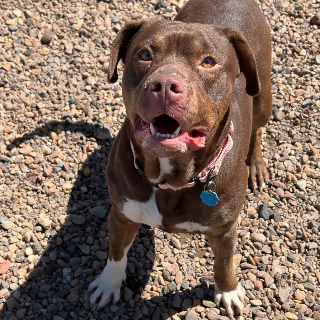 Enlarge Mary Jane, a Adoptable Pit Bull Terrier in Show Low, AZ image 3/3