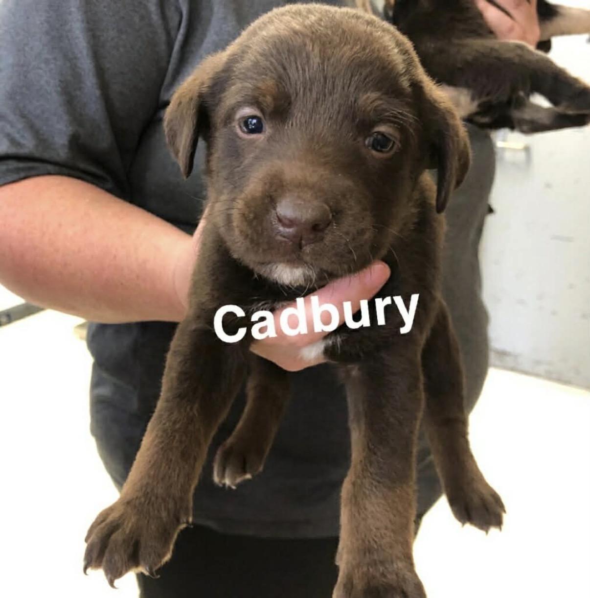 Cadbury , Adoptable, Puppy Male Chocolate Labrador Retriever.