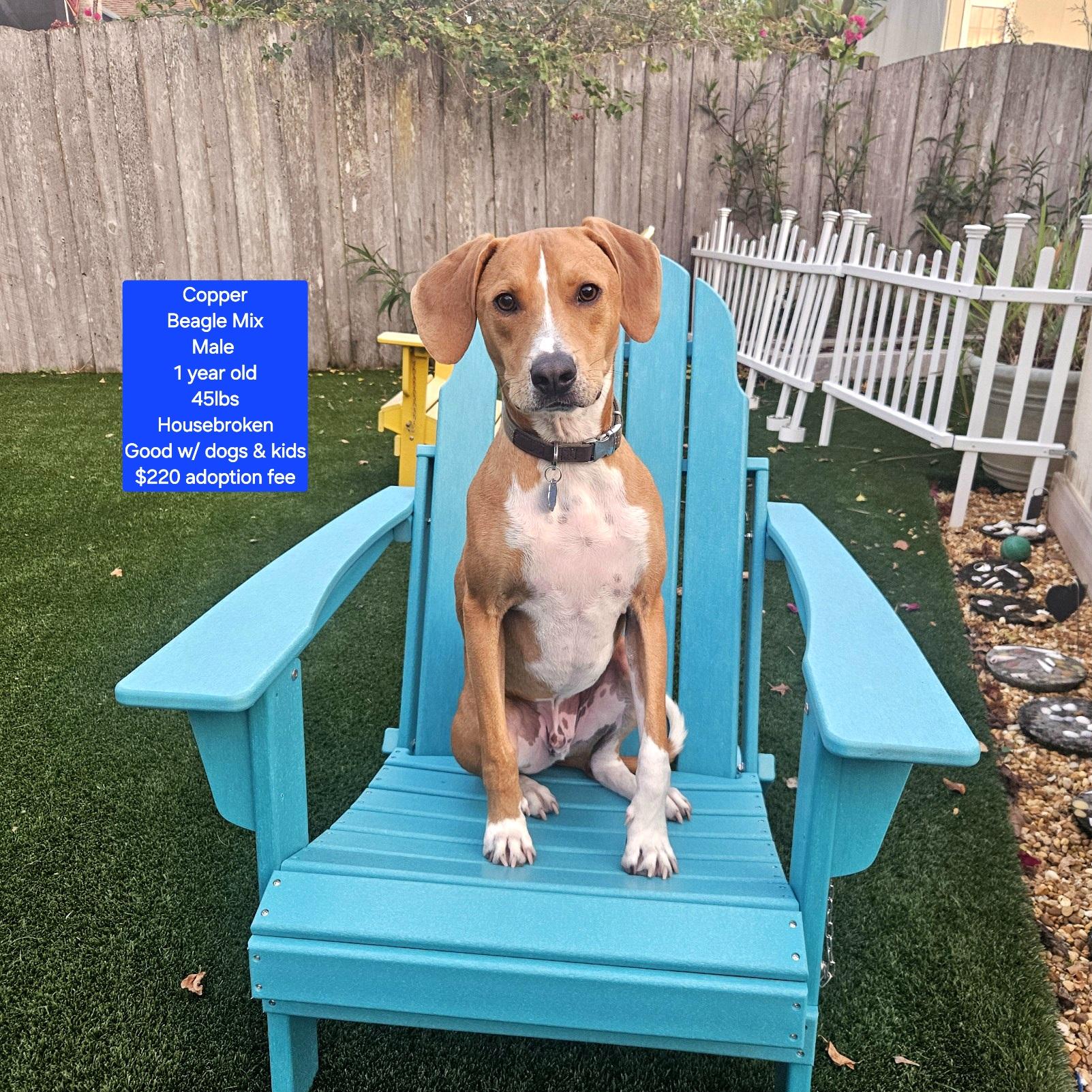 Enlarge Copper , an adoptable mixed breed in Oviedo, FL image 1/1