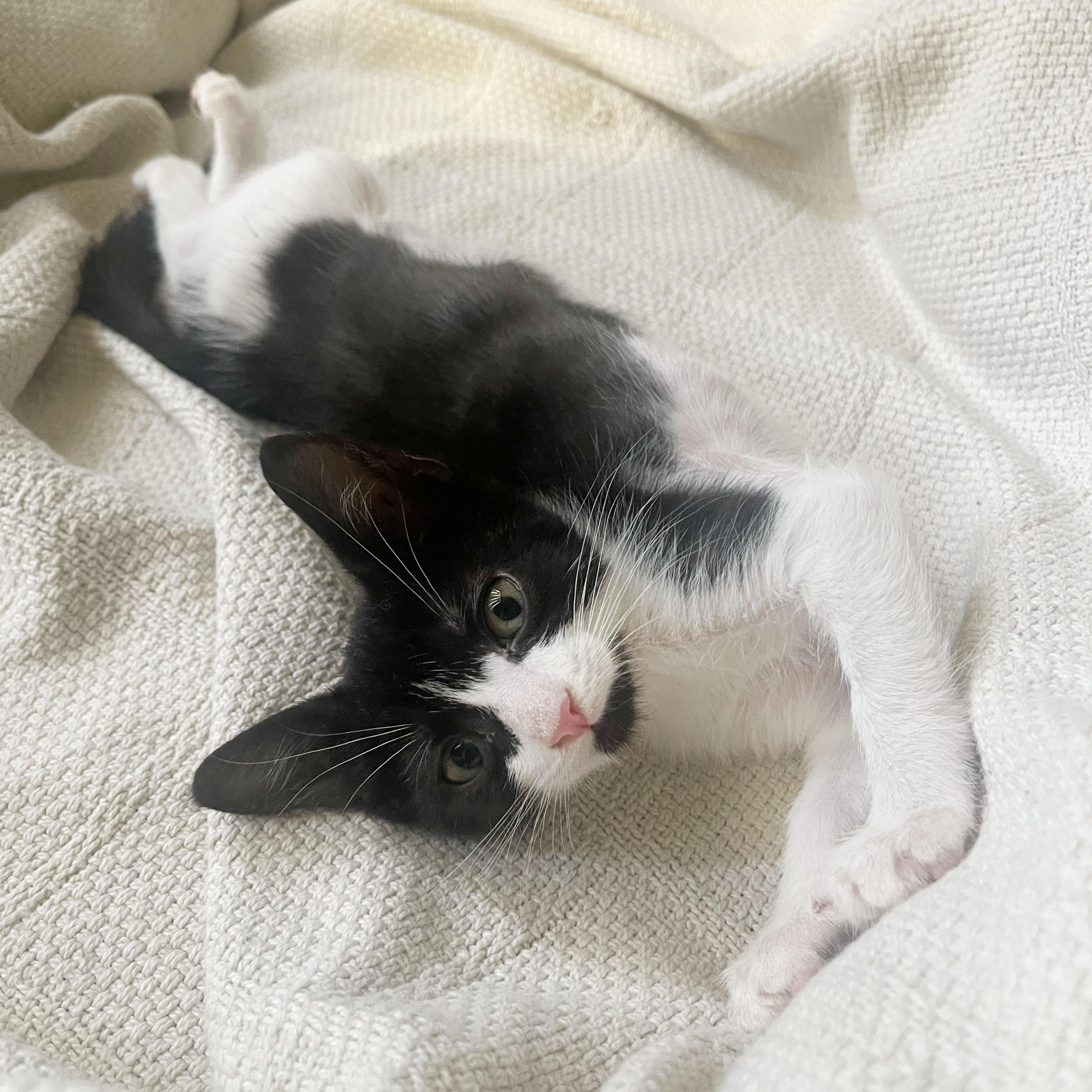 Fiber, ADOPTABLE, Kitten Male Domestic Short Hair.