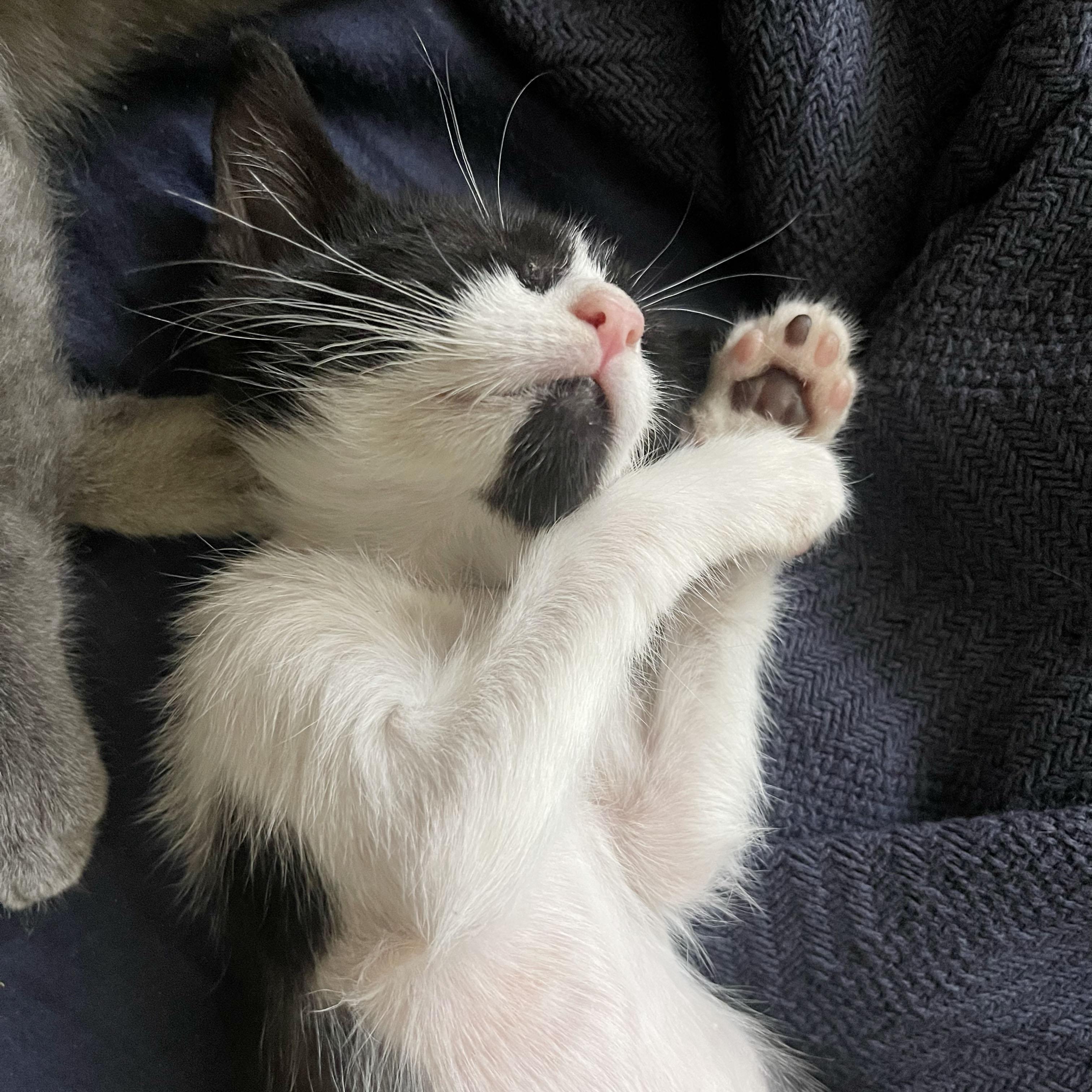 Fiber, a ADOPTABLE Domestic Short Hair in BROOKLYN, NY image 3/6