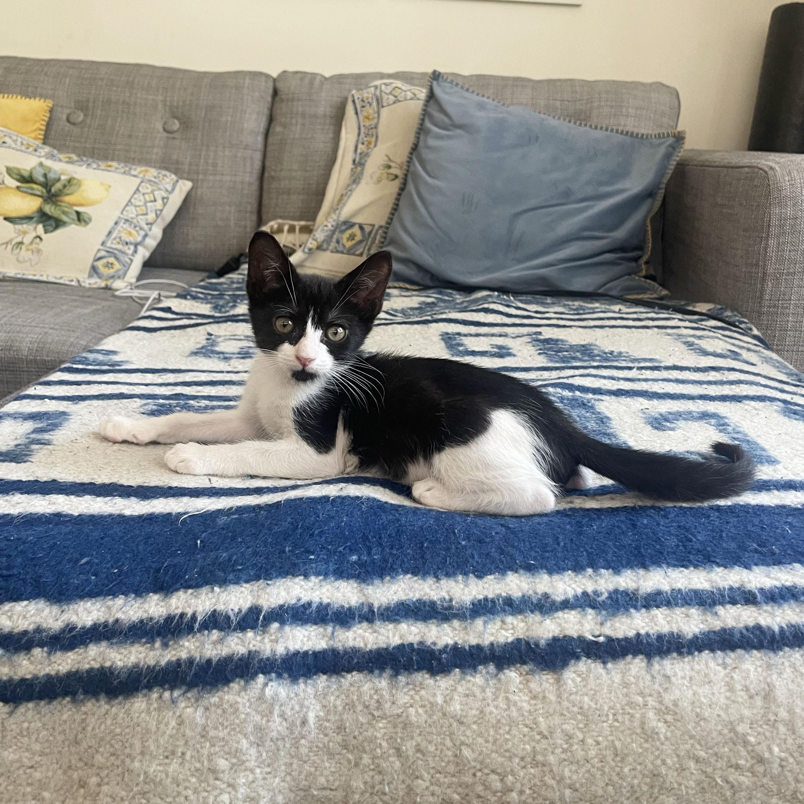 Fiber, a ADOPTABLE Domestic Short Hair in BROOKLYN, NY image 4/6