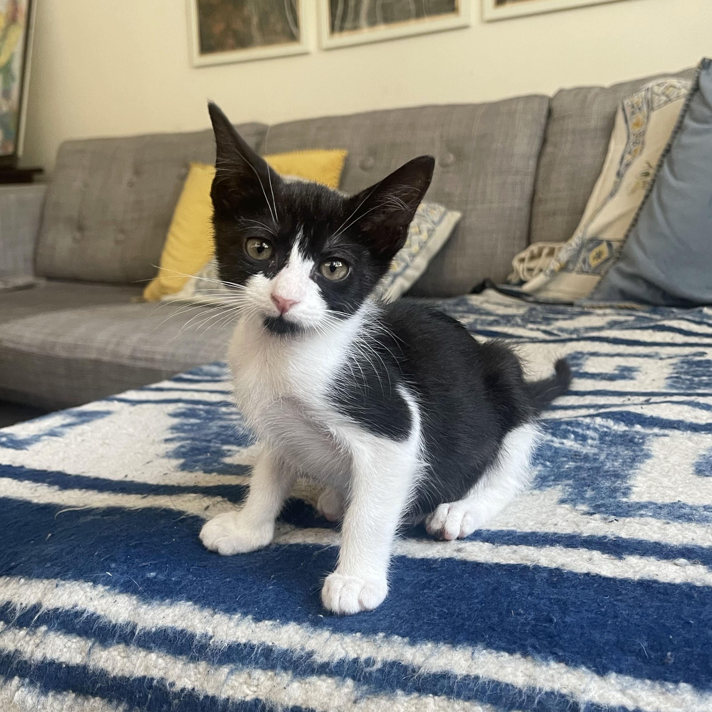 Fiber, a ADOPTABLE Domestic Short Hair in BROOKLYN, NY image 6/6