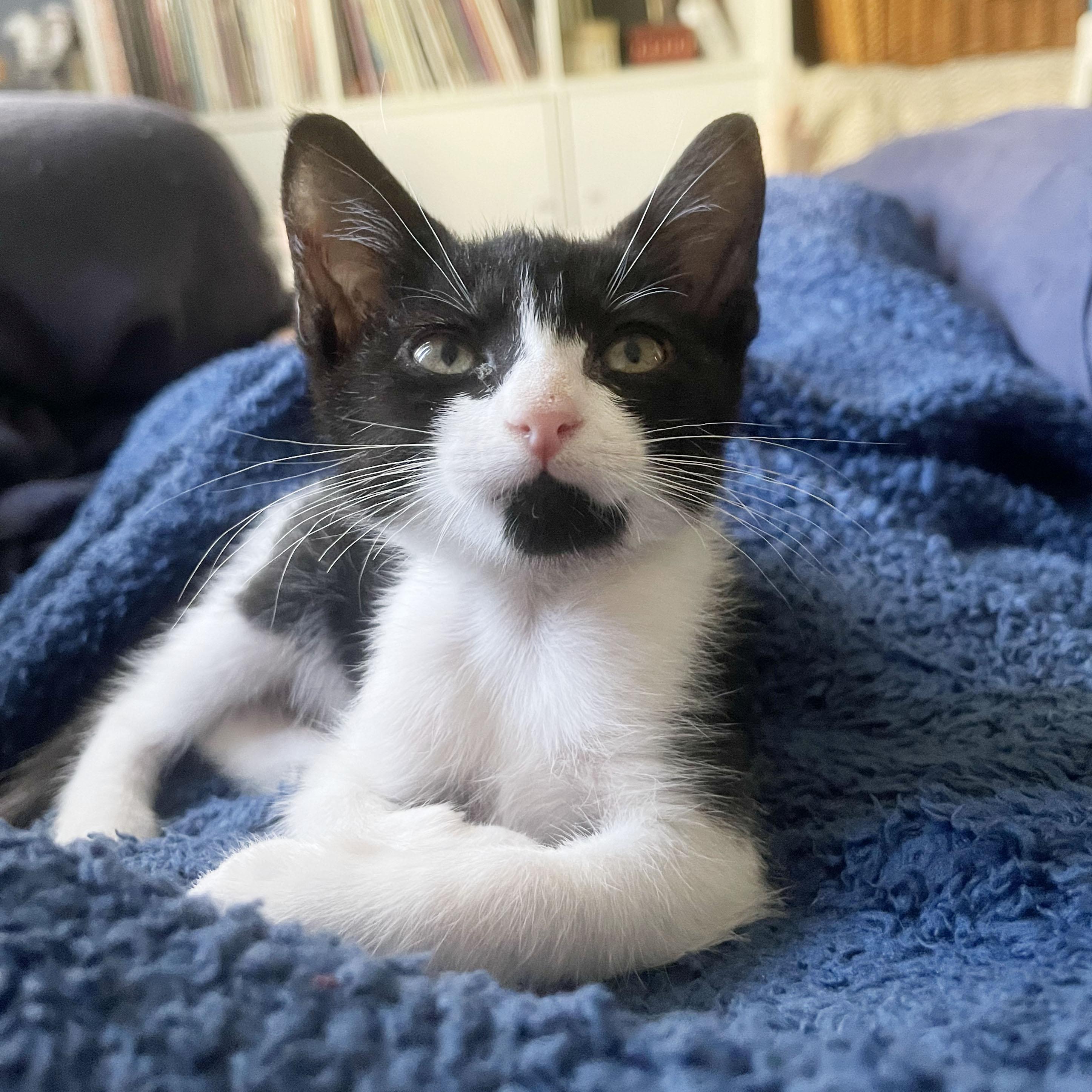 Fiber, a ADOPTABLE Domestic Short Hair in BROOKLYN, NY image 2/6