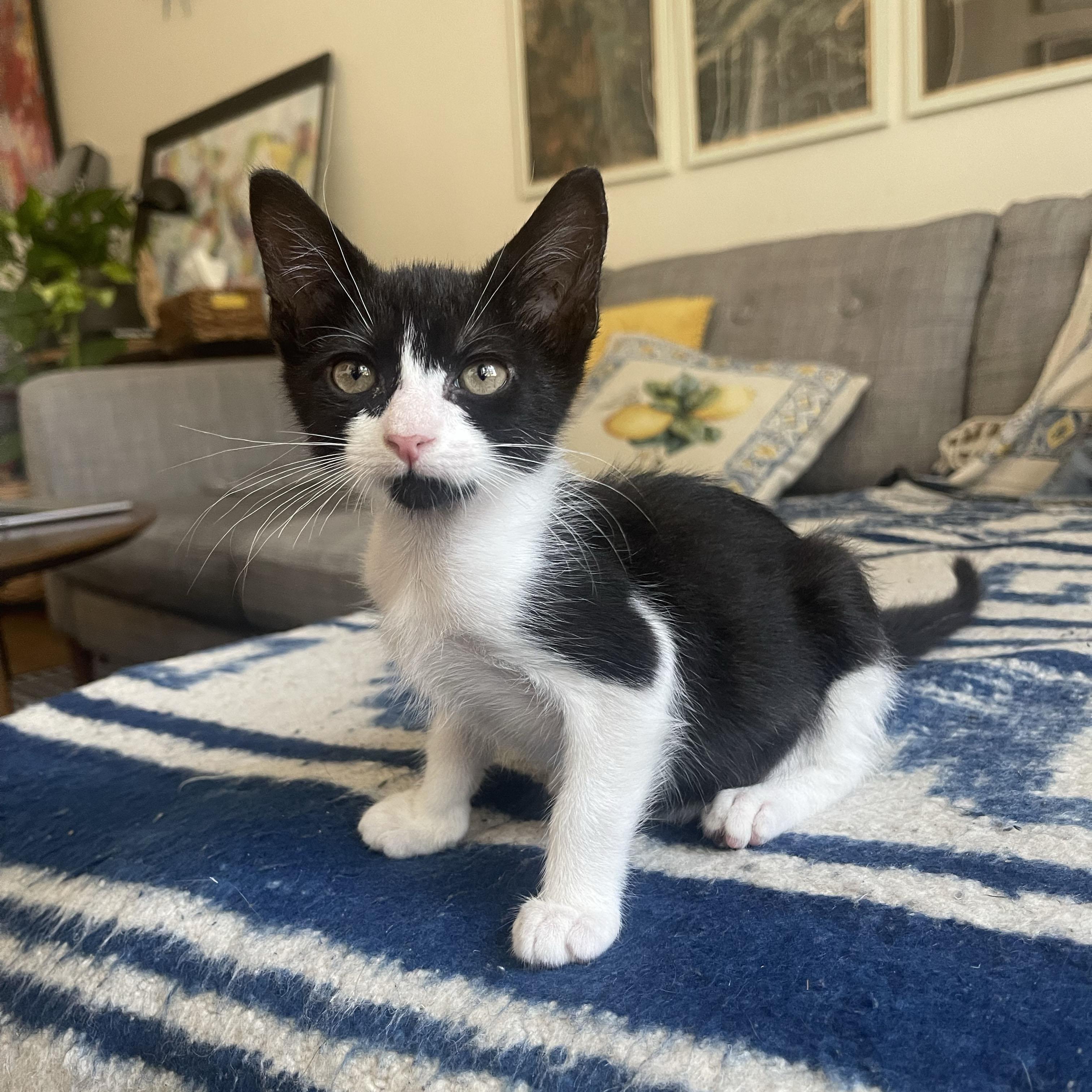 Fiber, a ADOPTABLE Domestic Short Hair in BROOKLYN, NY image 5/6