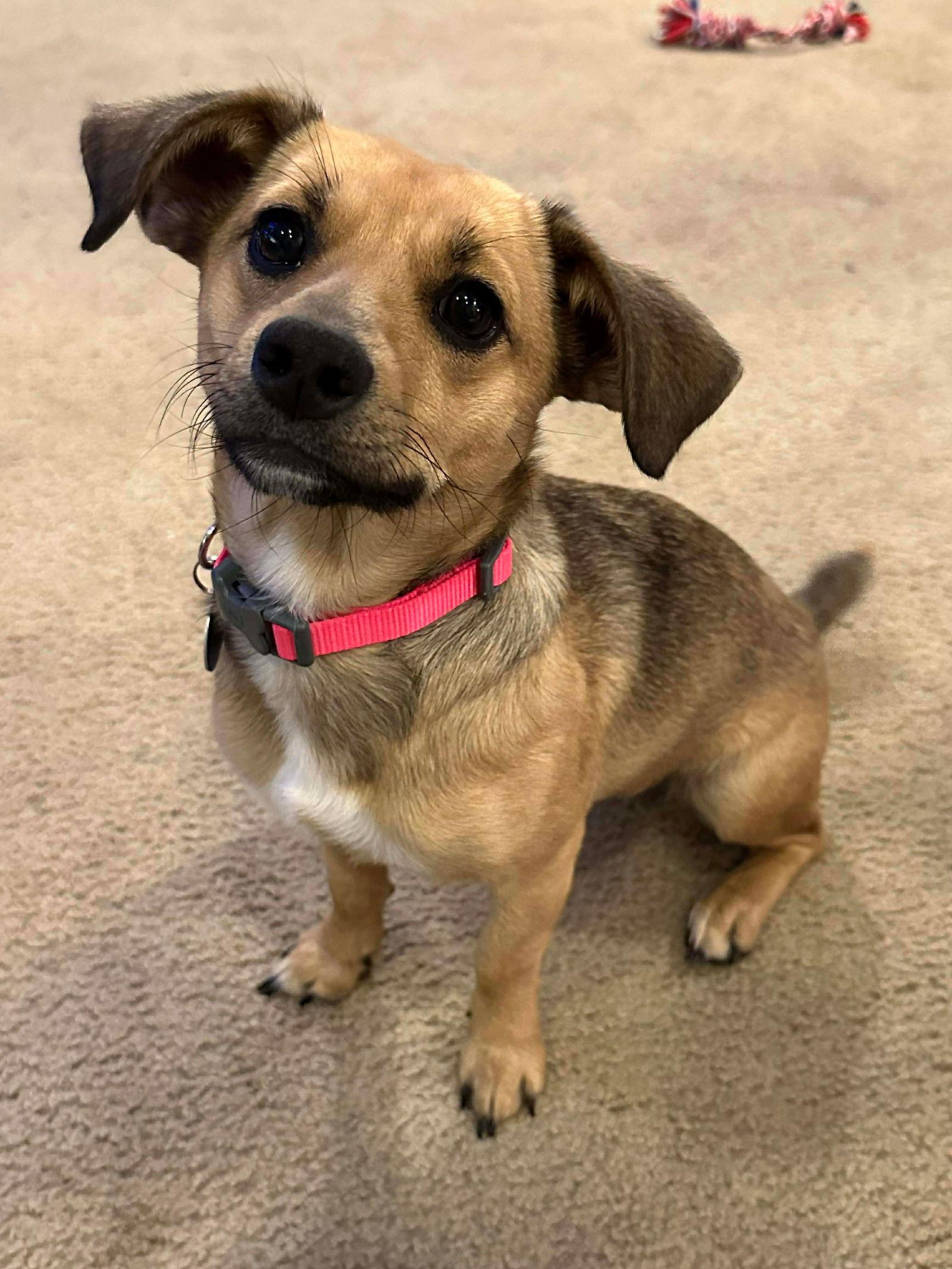 Enlarge Itsy, a Adoptable mixed breed in Orange, CA image 2/3