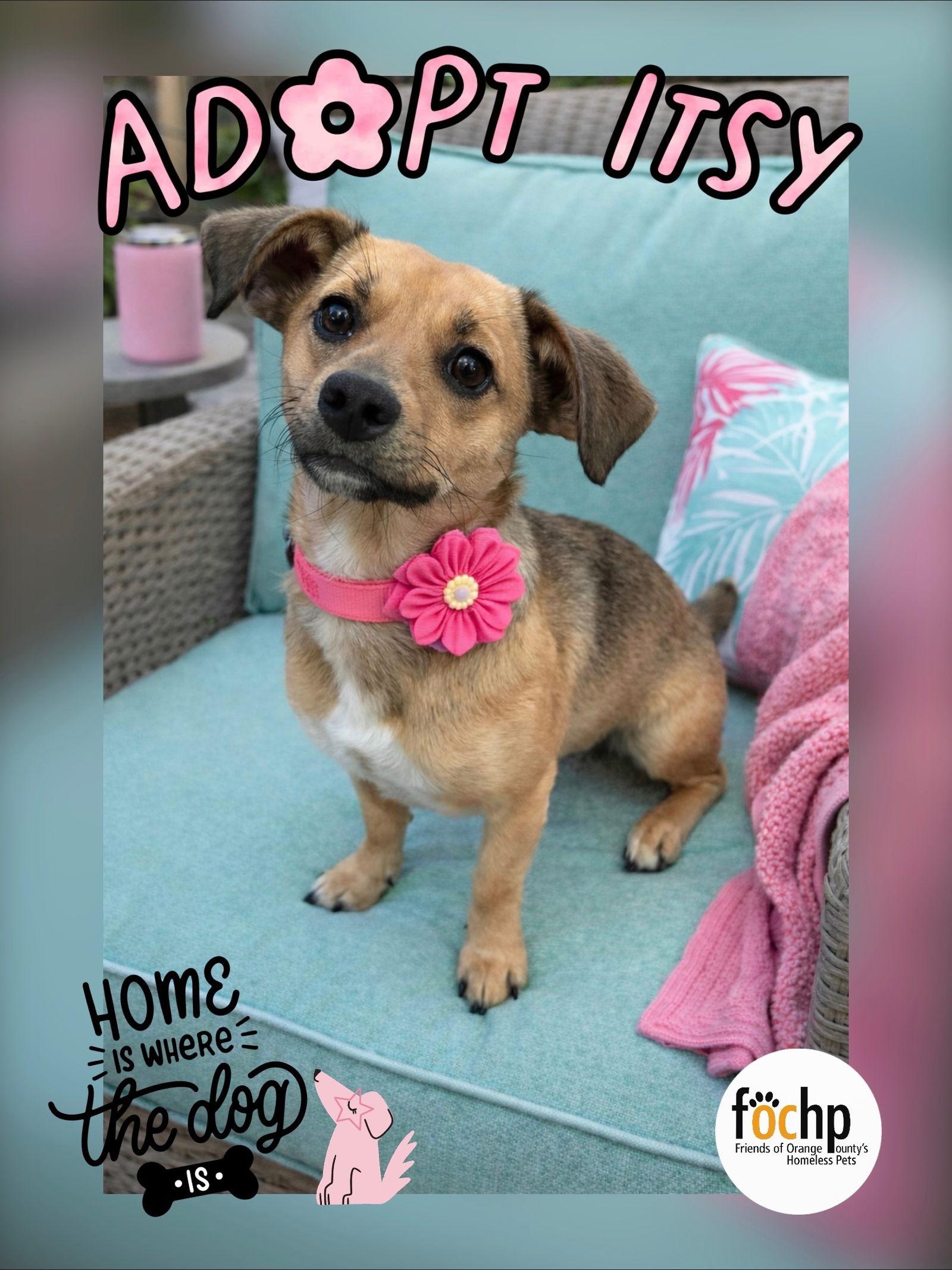 Itsy, Adoptable, Young Female Dachshund & Chihuahua.