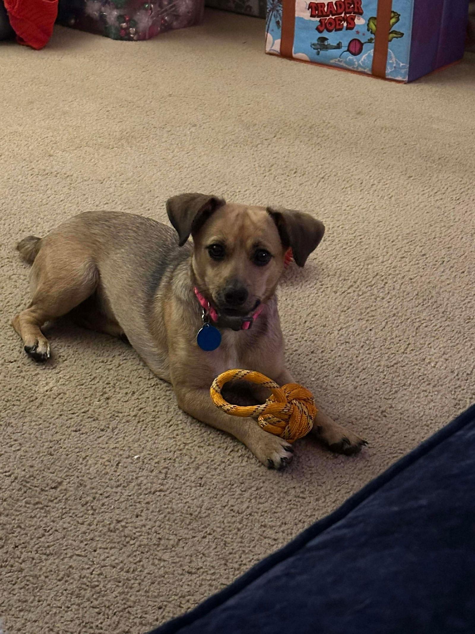 Enlarge Itsy, a Adoptable mixed breed in Orange, CA image 3/3