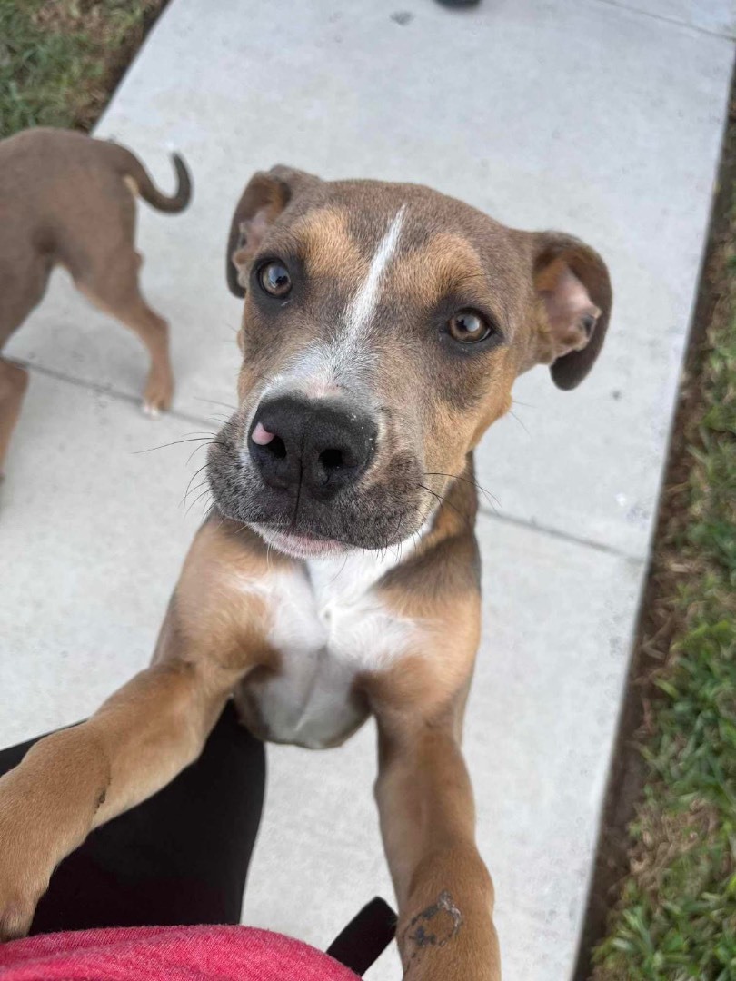 Bruno, a Adoptable mixed breed in Billings, MT image 2/2