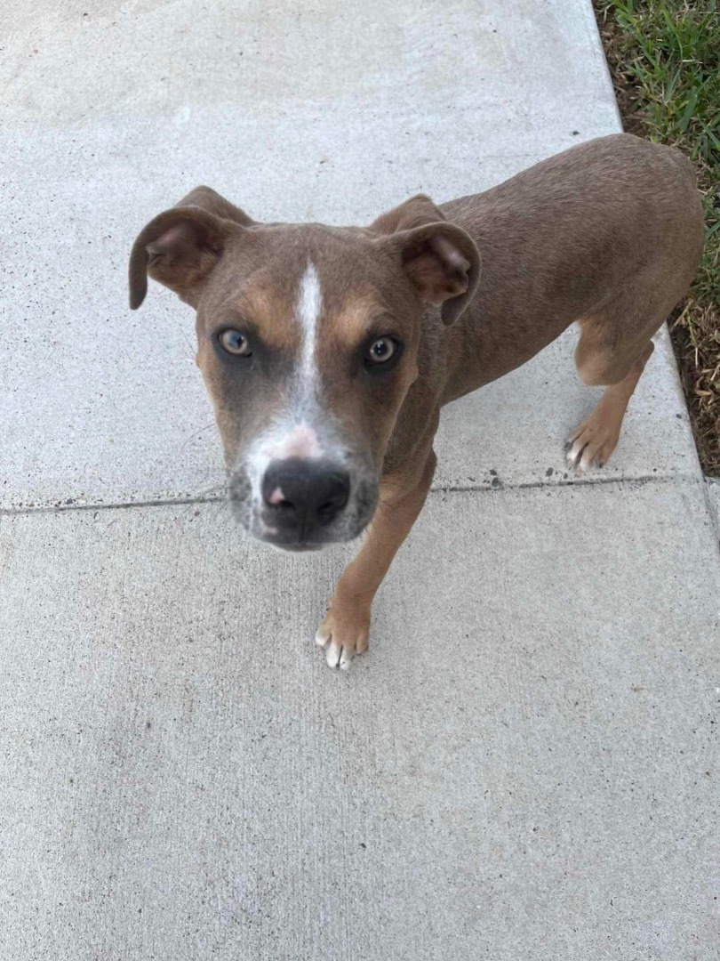 Bruno, Adoptable, Puppy Male Pit Bull Terrier.