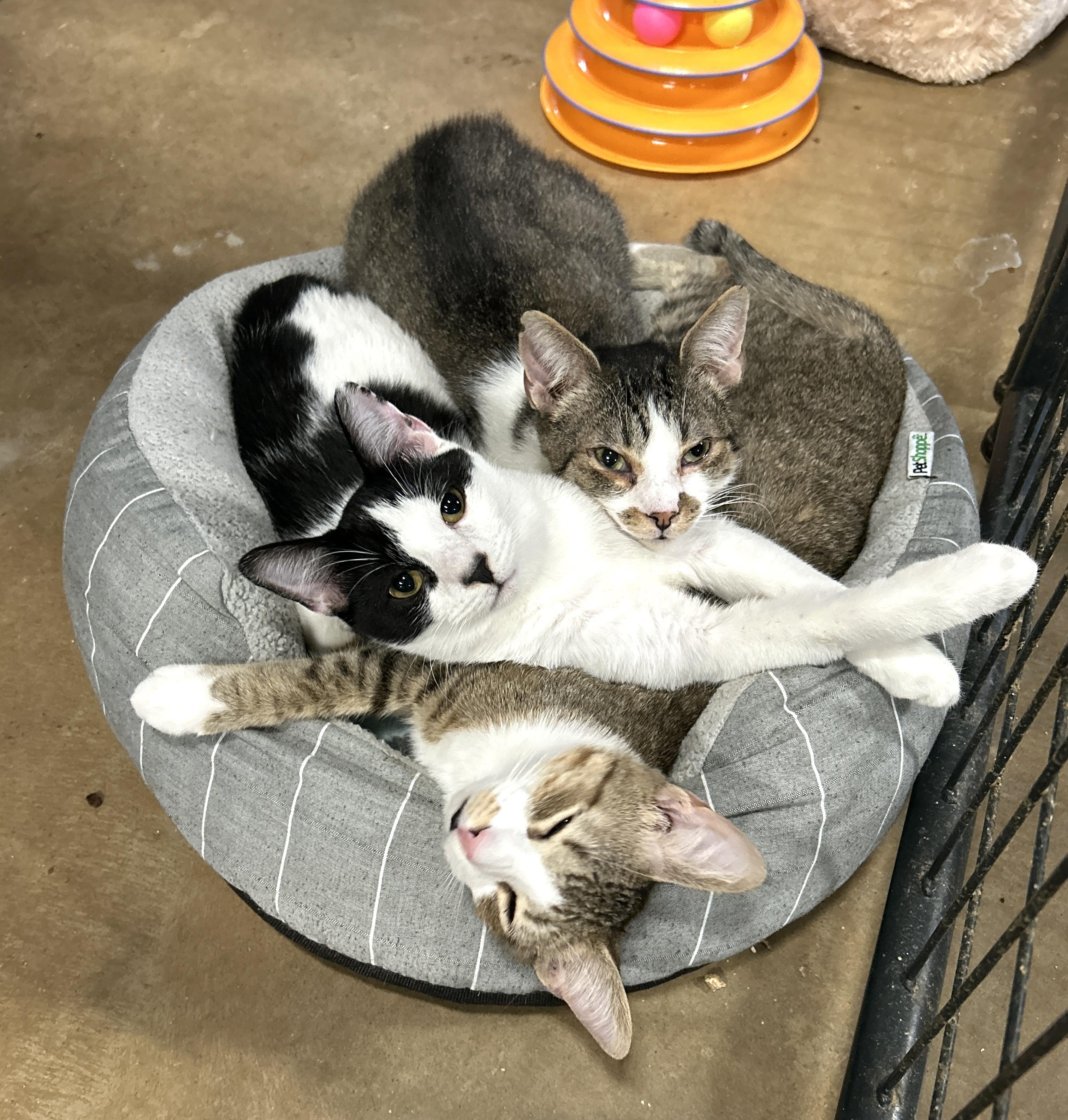 Enlarge Crowley, a other American Shorthair in Marble Falls, TX image 1/5